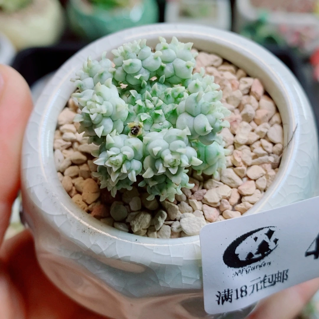 生石花花花花花花花453