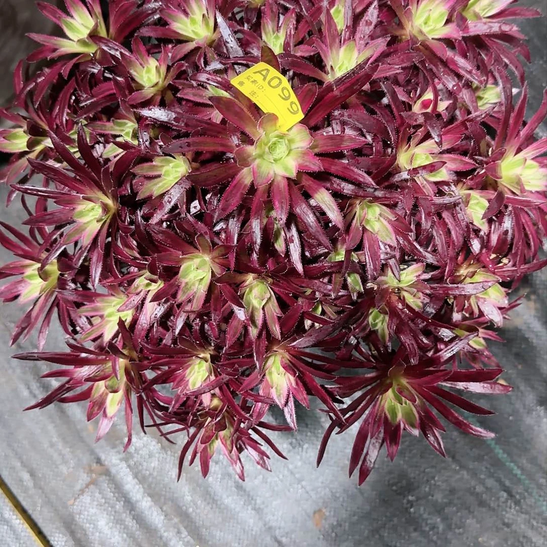 凤凰锦099多肉多肉