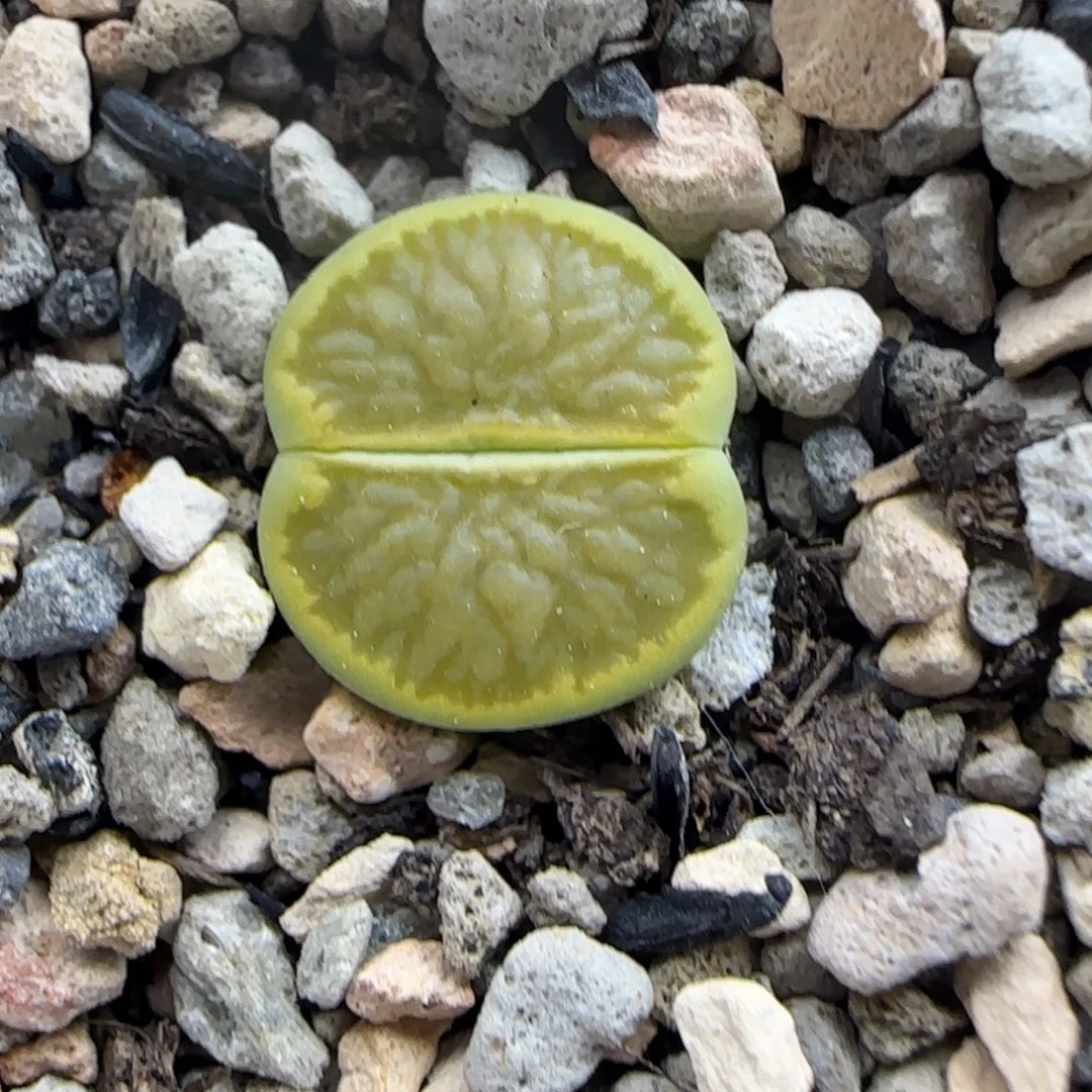 044 生石花大棚直播