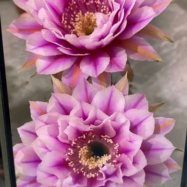 香香新一路莲花侧芽3公分左右