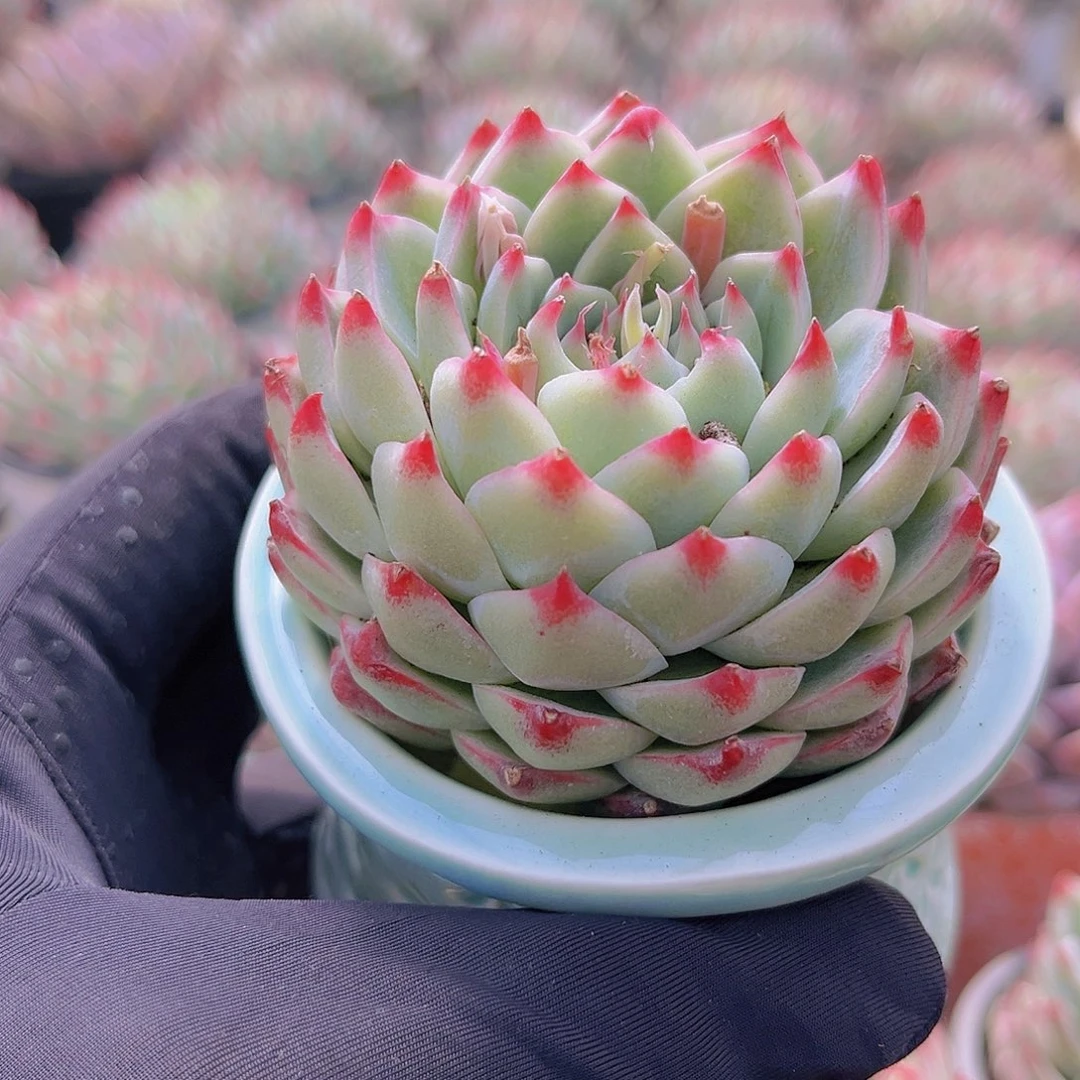 桃夭仙子9999999900