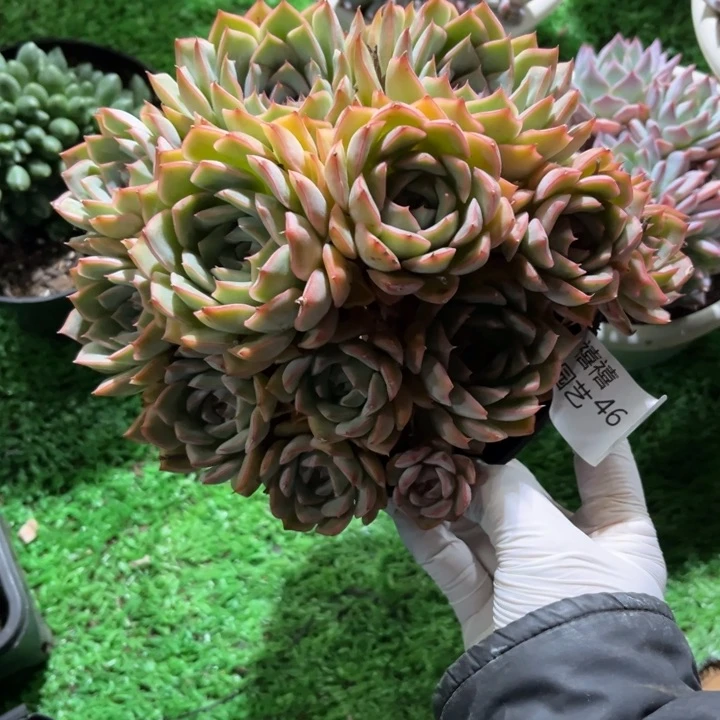 46艾格利亚多肉植物