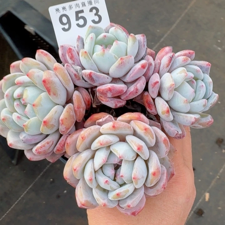 星影         精控精养多肉植物