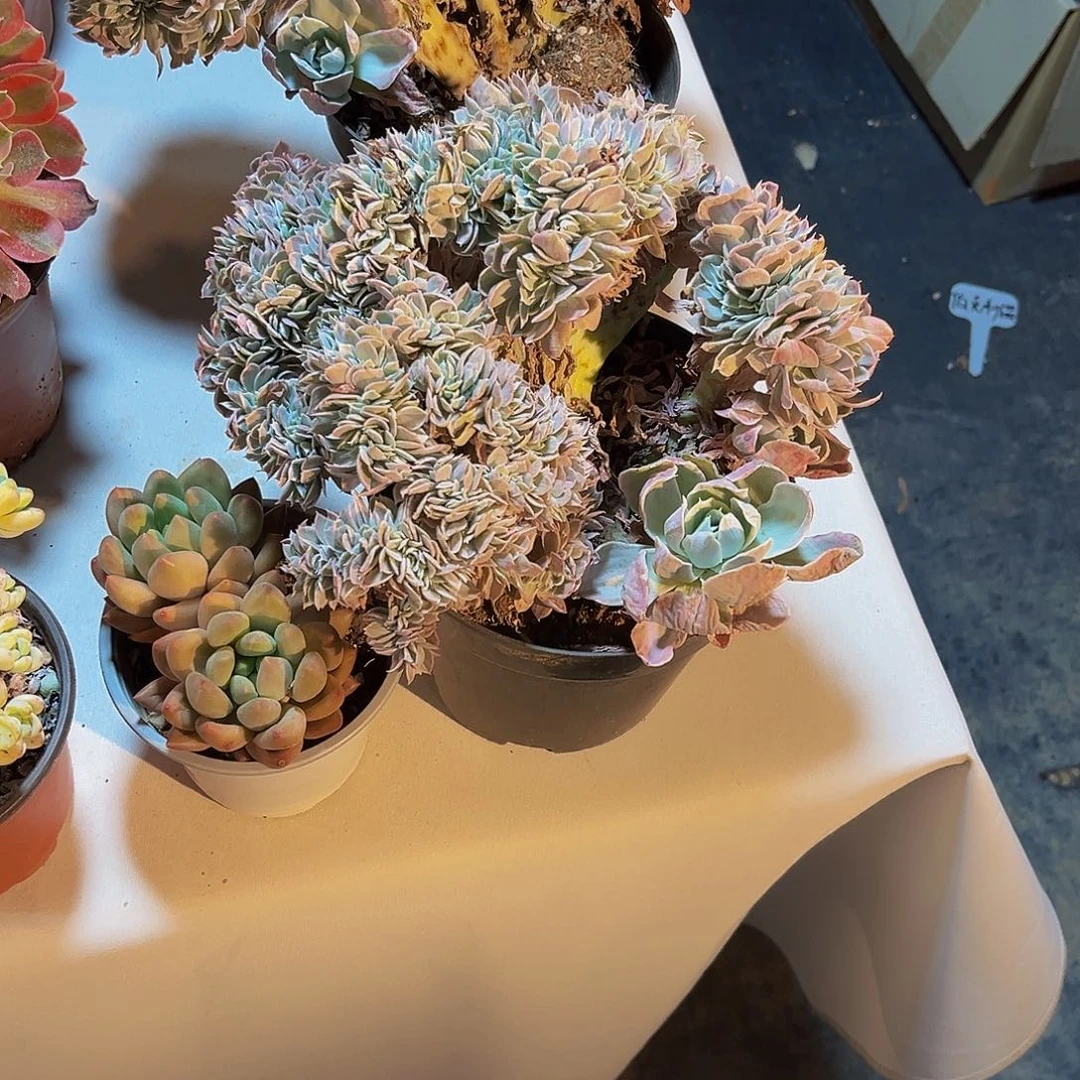 巧***财伯克利锦多肉一物一拍