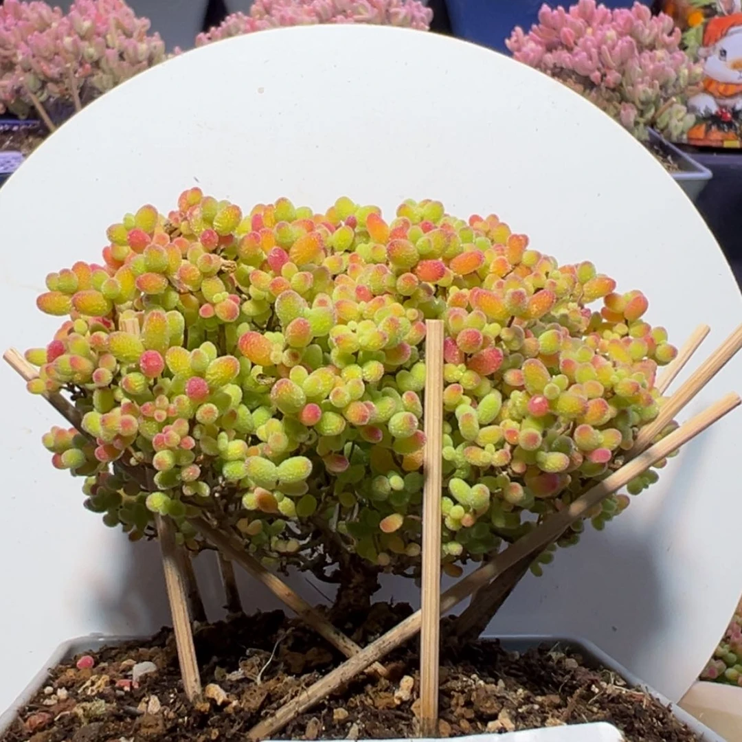 【闪购商品】d239蜜橘糖球冠幅9cm