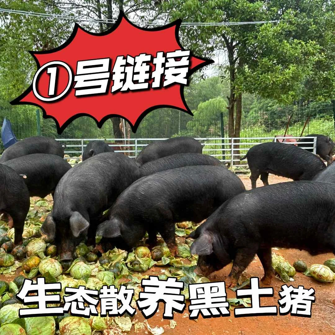①【一物一拍】新鲜散养黑猪排骨 直播间现场称重 顺丰包邮