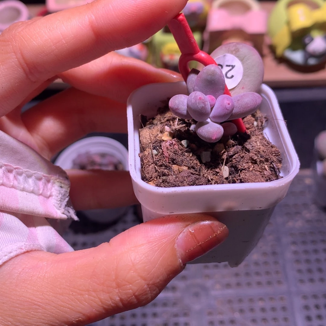 韩国彩虹奶酪还好哈哈哈