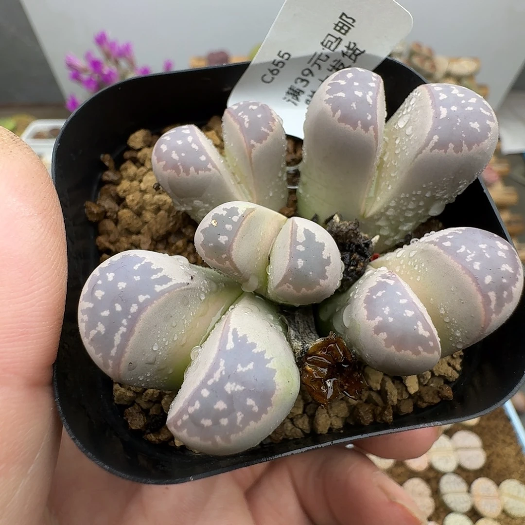 糖***头655多肉哈哈哈哈哈哈哈