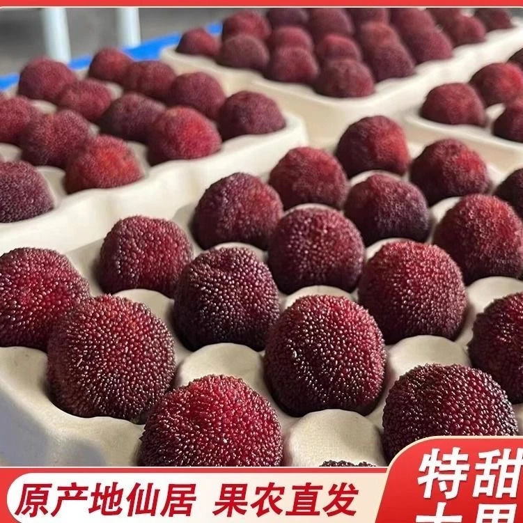【东魁大杨梅】浙江仙居东魁当季水果鲜果现发颗粒礼盒顺丰包邮批发