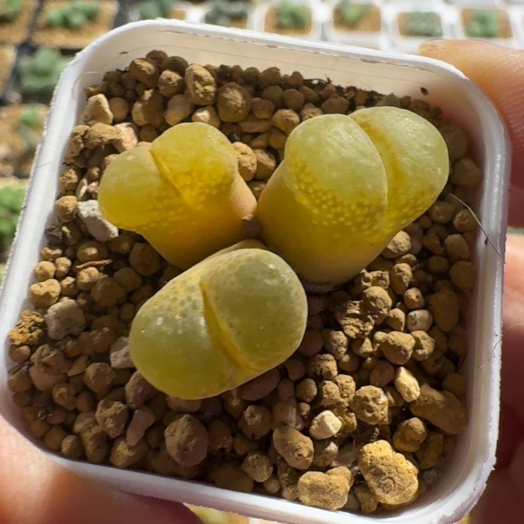 ?****?多肉...................