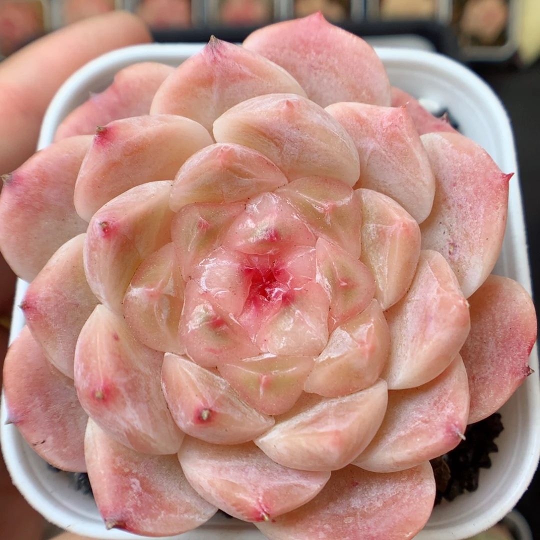 一物一拍精品多肉。冰魄63