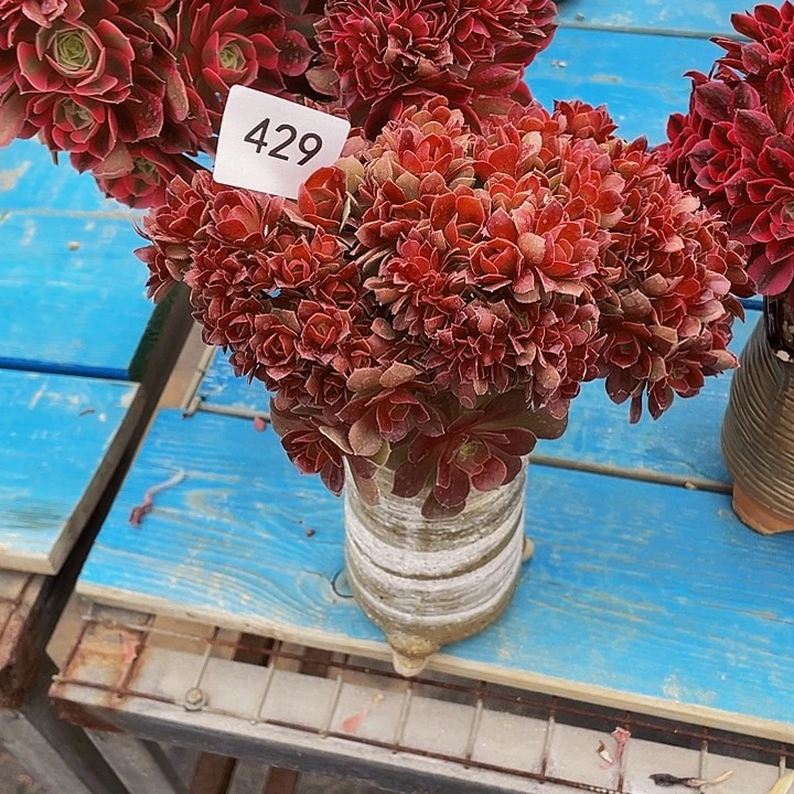 澄429号玫瑰法师朵朵