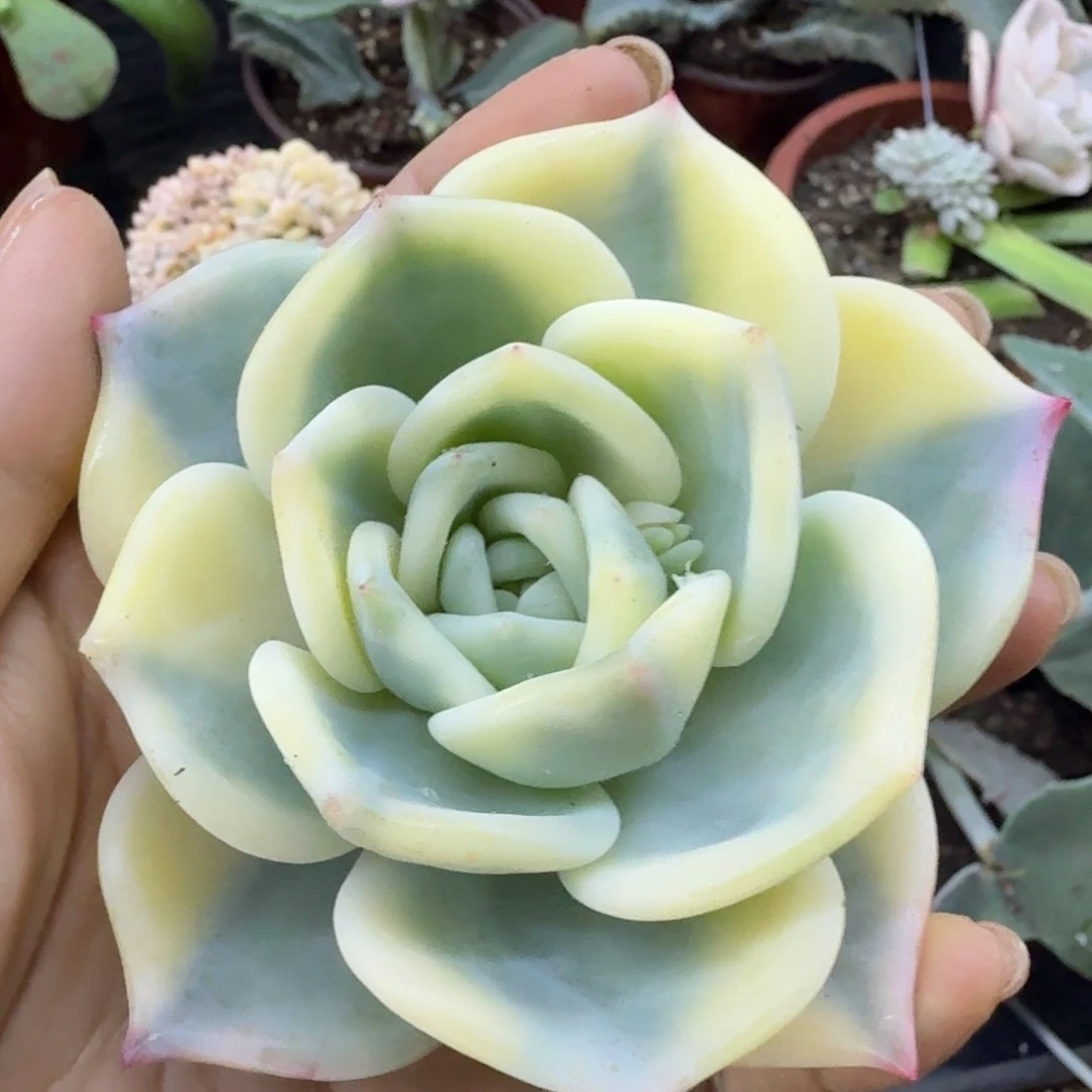 一颗伊丽莎白锦主头宽叶