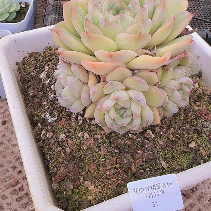 花时光精品多肉31