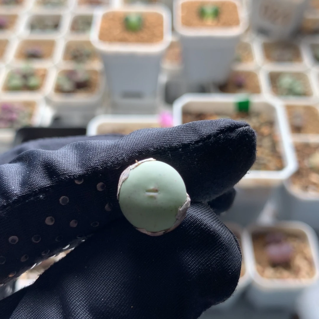 a732v嘴sh433福利一颗