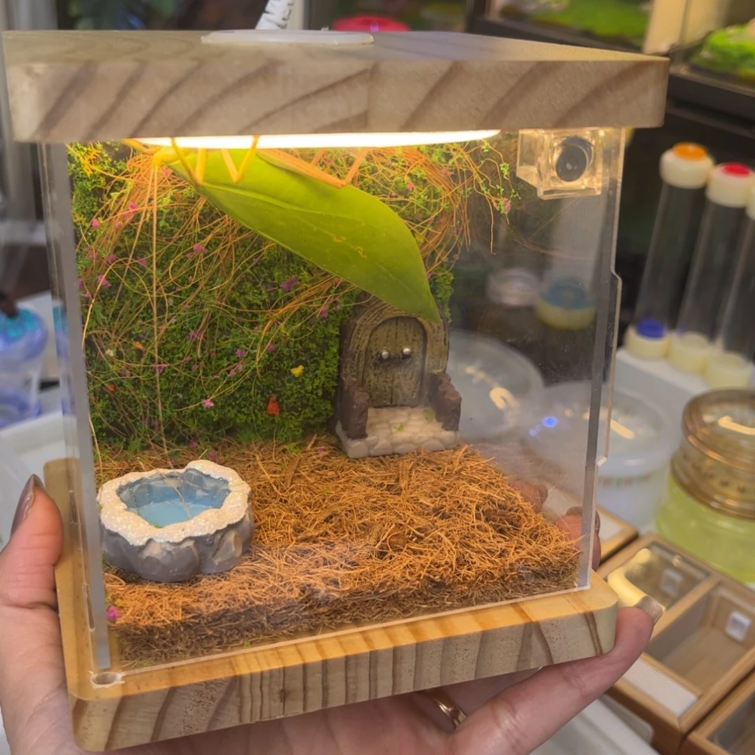 南***木5油葫芦2竹蛉素背加生态