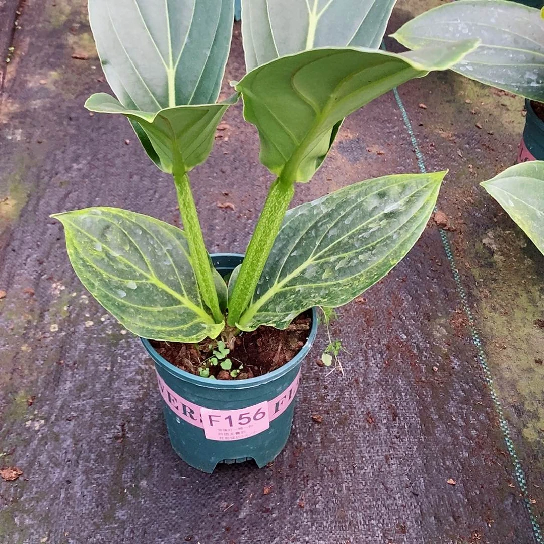 无花朵觉*木本花卉156