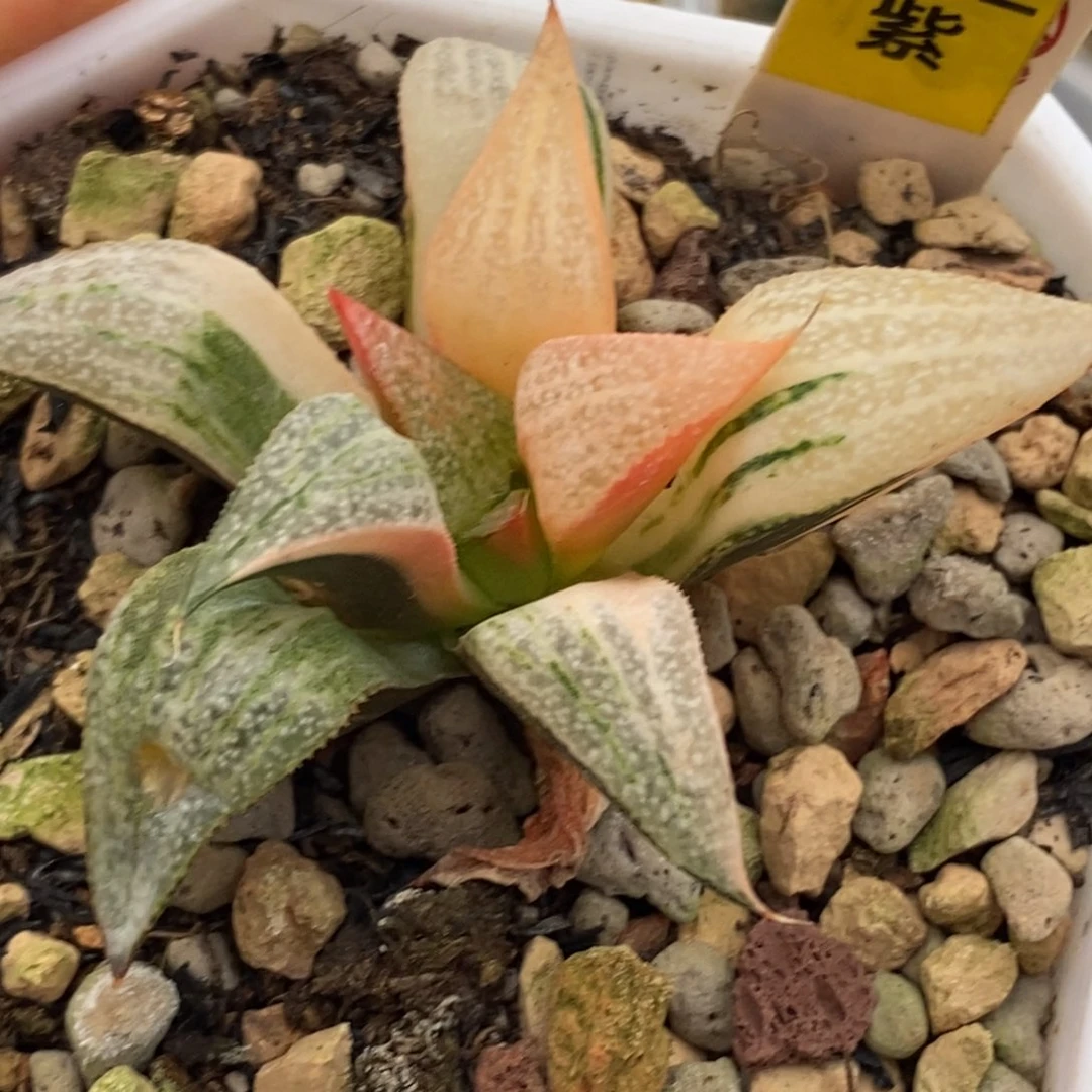 402GM452青蟹多肉植物