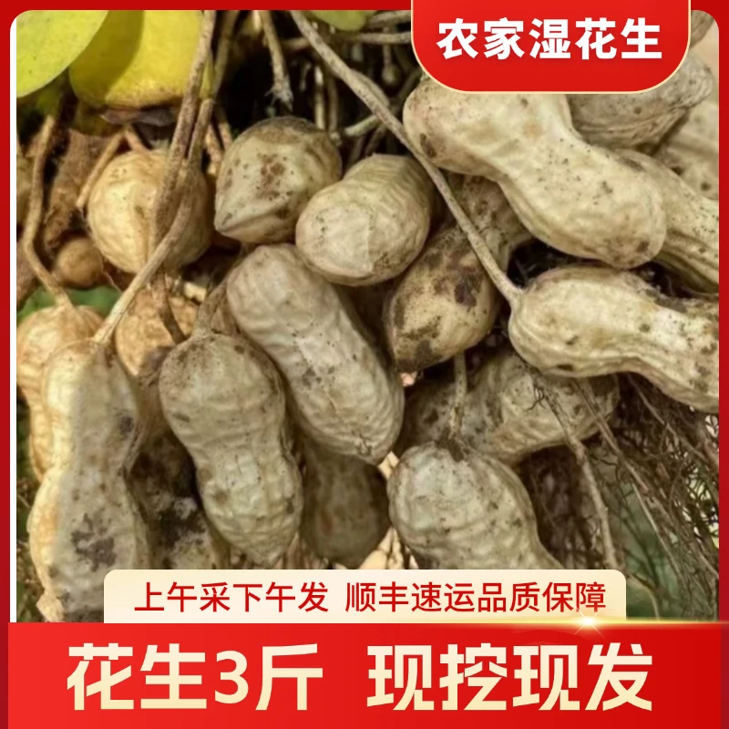 人工挑选新鲜现挖带壳湿花生生花生农家自种可生吃水煮