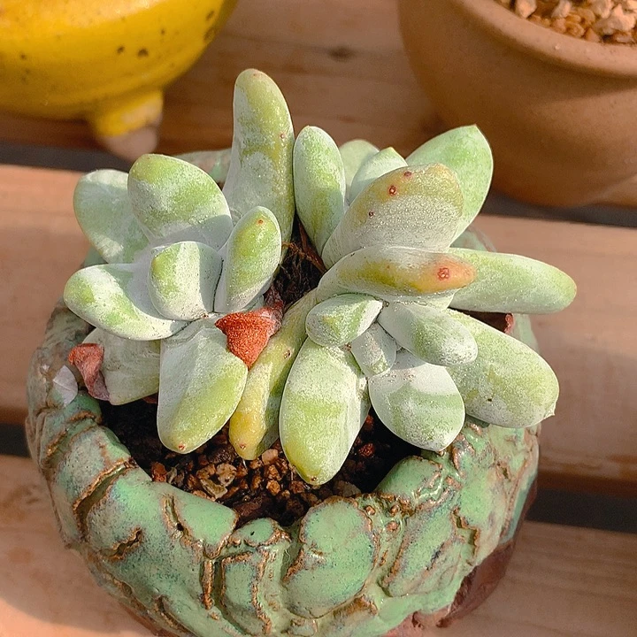 拇指仙女杯10 公分一物一拍