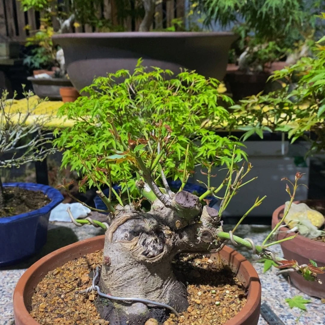无花朵原生山红叶一物一拍