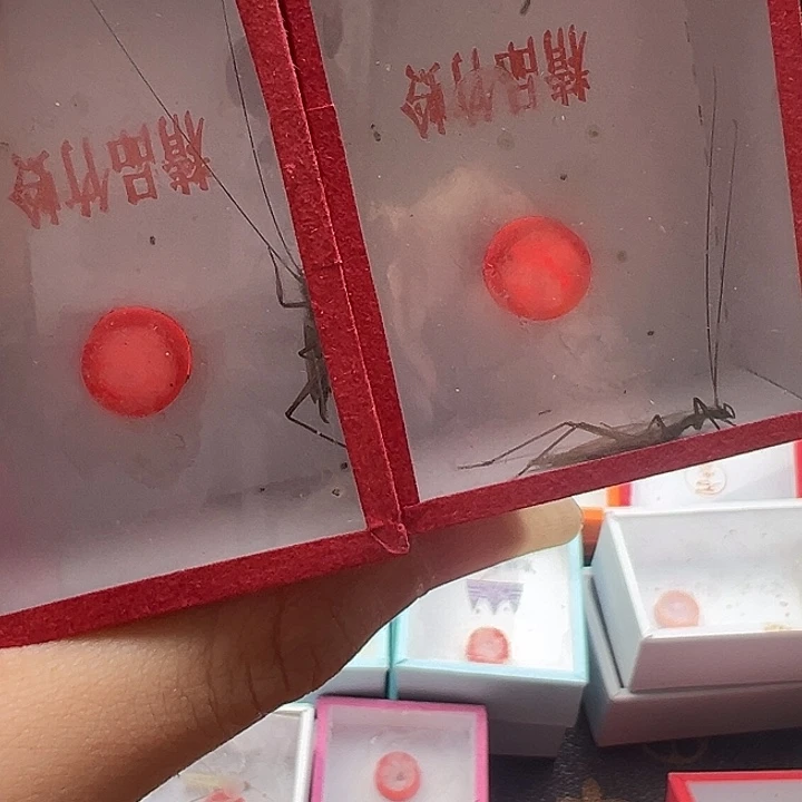 黑紫竹蛉2条:：：；：