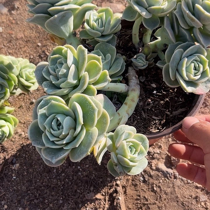 玛***卡可爱玫瑰平头群多头一颗