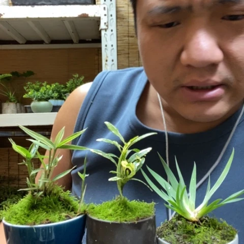 红陶一物一拍所见即所得283