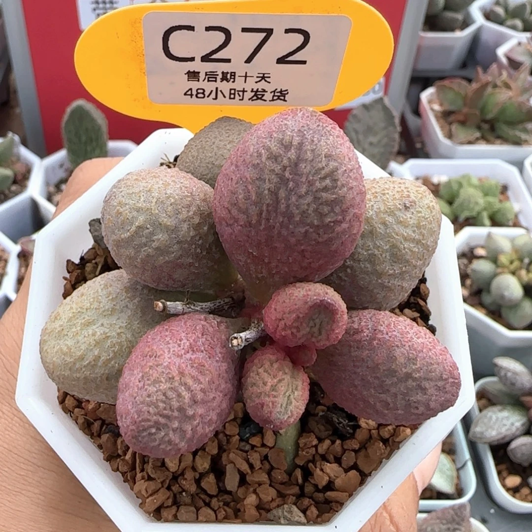 服部。      272。