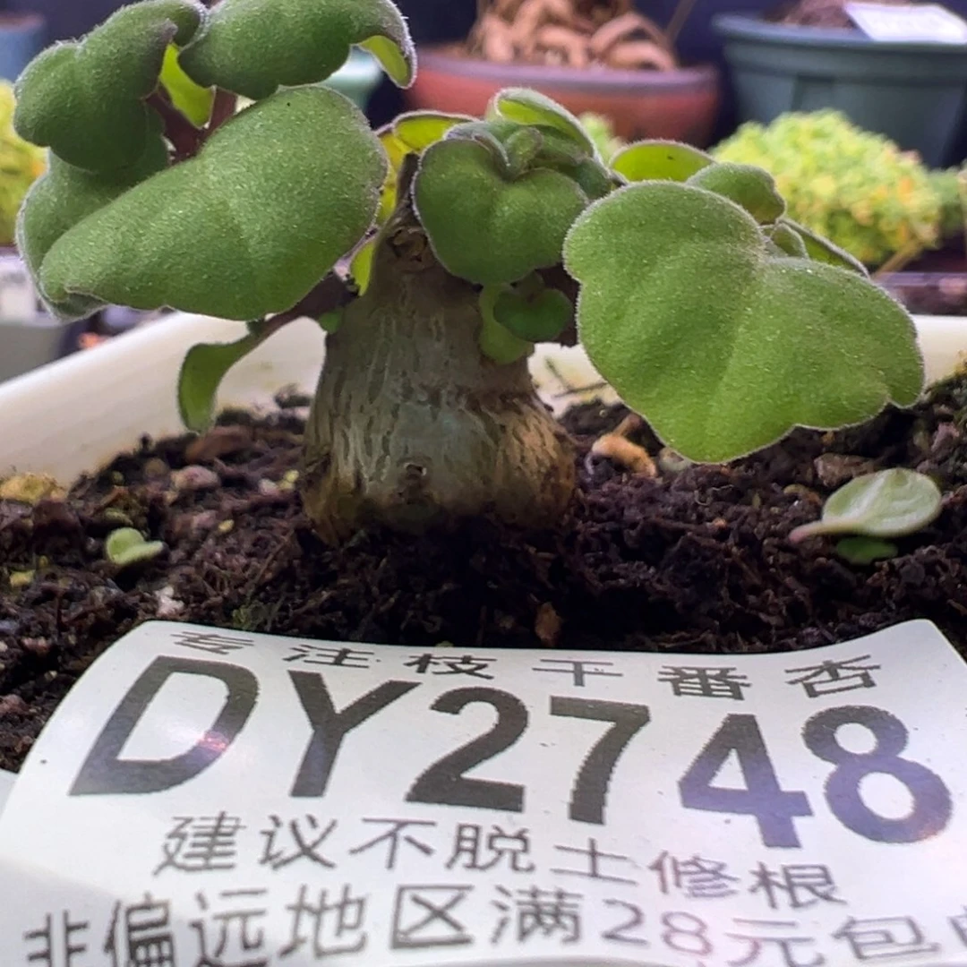 2748爱氏延命草一物一拍
