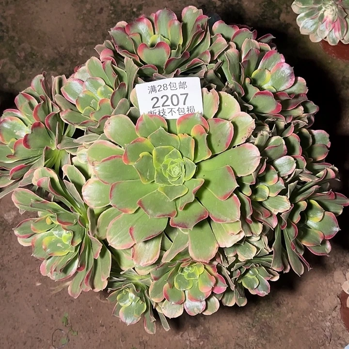 2207断枝不包特斯拉