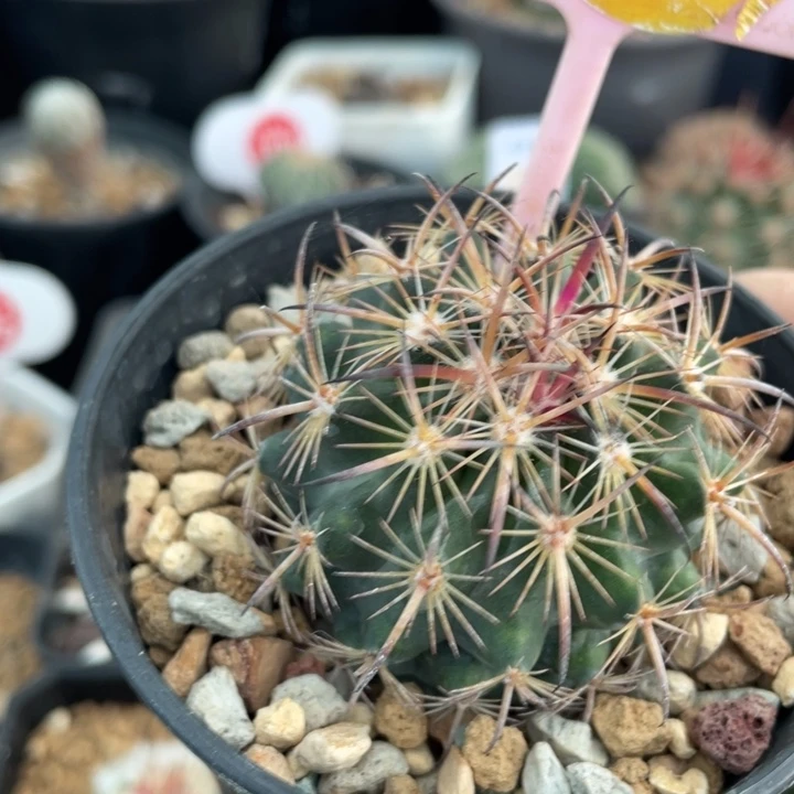 实生紫宝玉3042000000