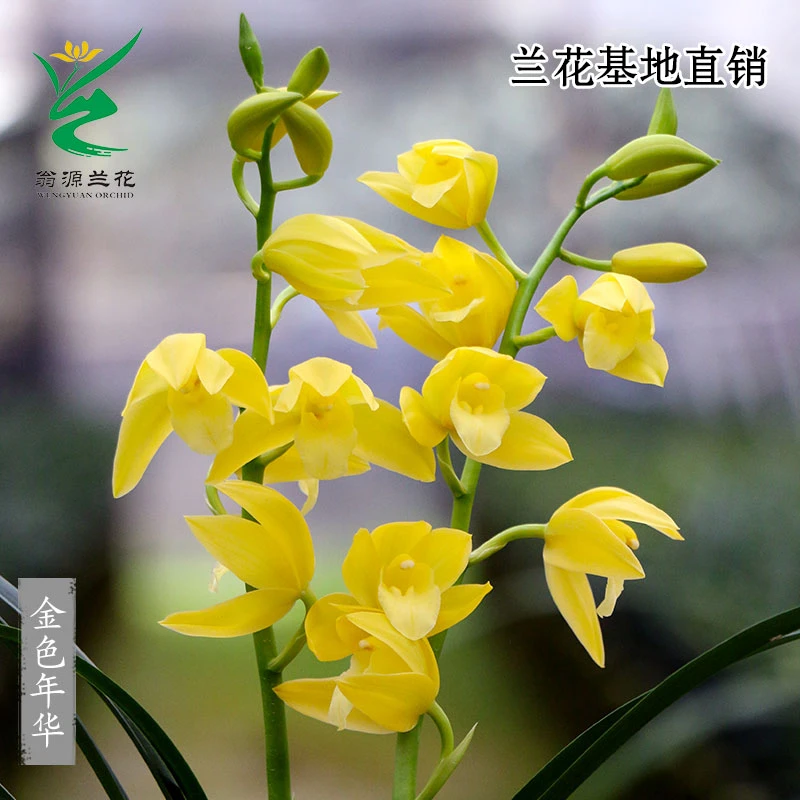 翁源兰花苗大花蕙兰金色年华开花浓香型好养室内绿植花卉