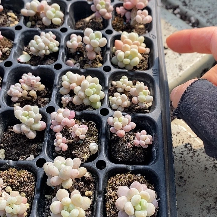 48 多肉植物盆栽花卉