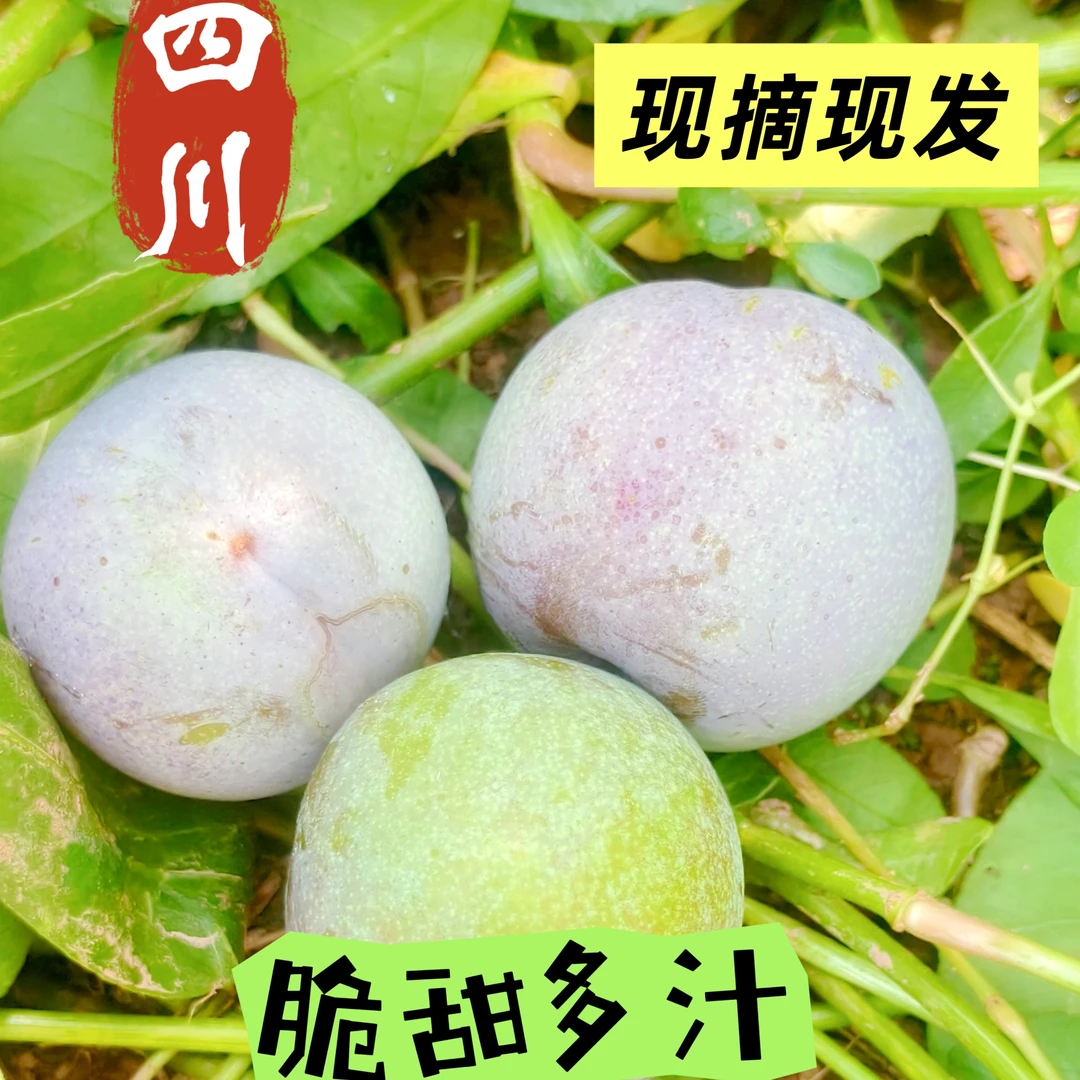 四川高山红新鲜现摘水果超大多汁应季茵红李青红超大味