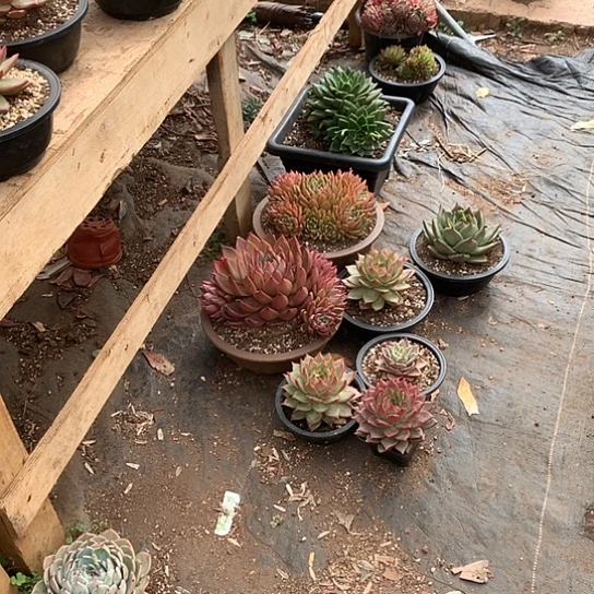 彼*花每日特价活动开始啦