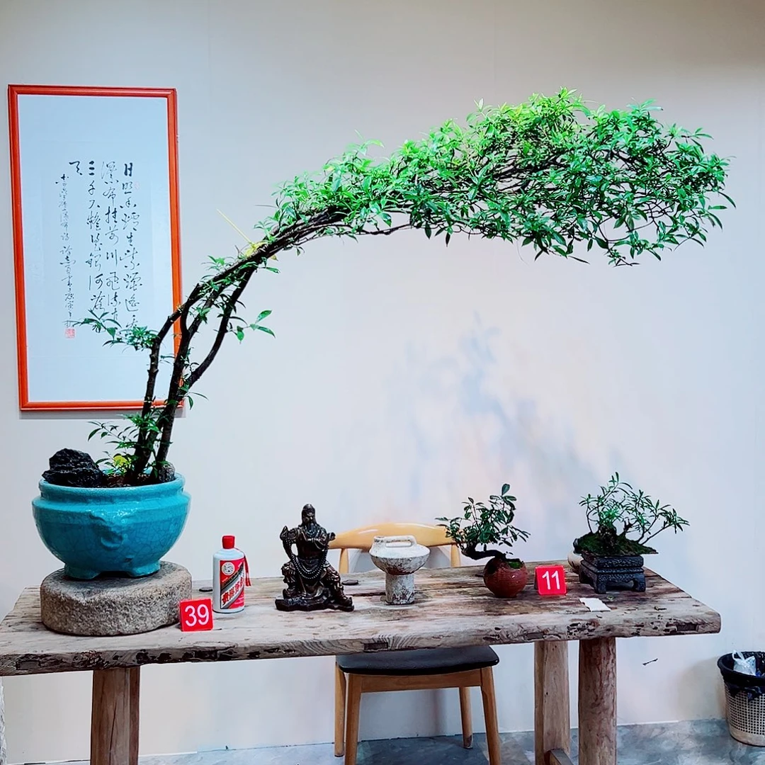 完全开放海岛栀子花一物一拍
