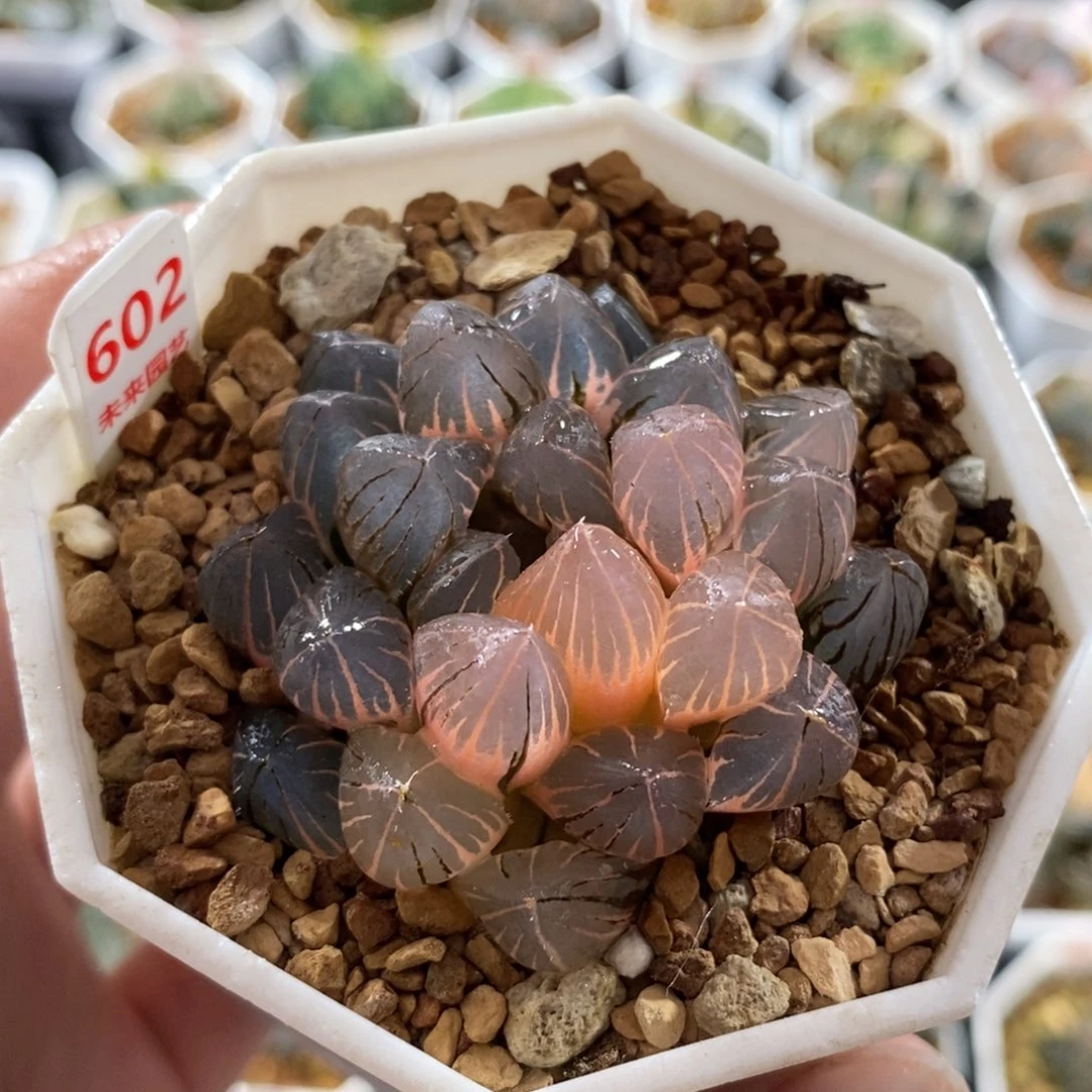 602湖斑霓虹灯玉露