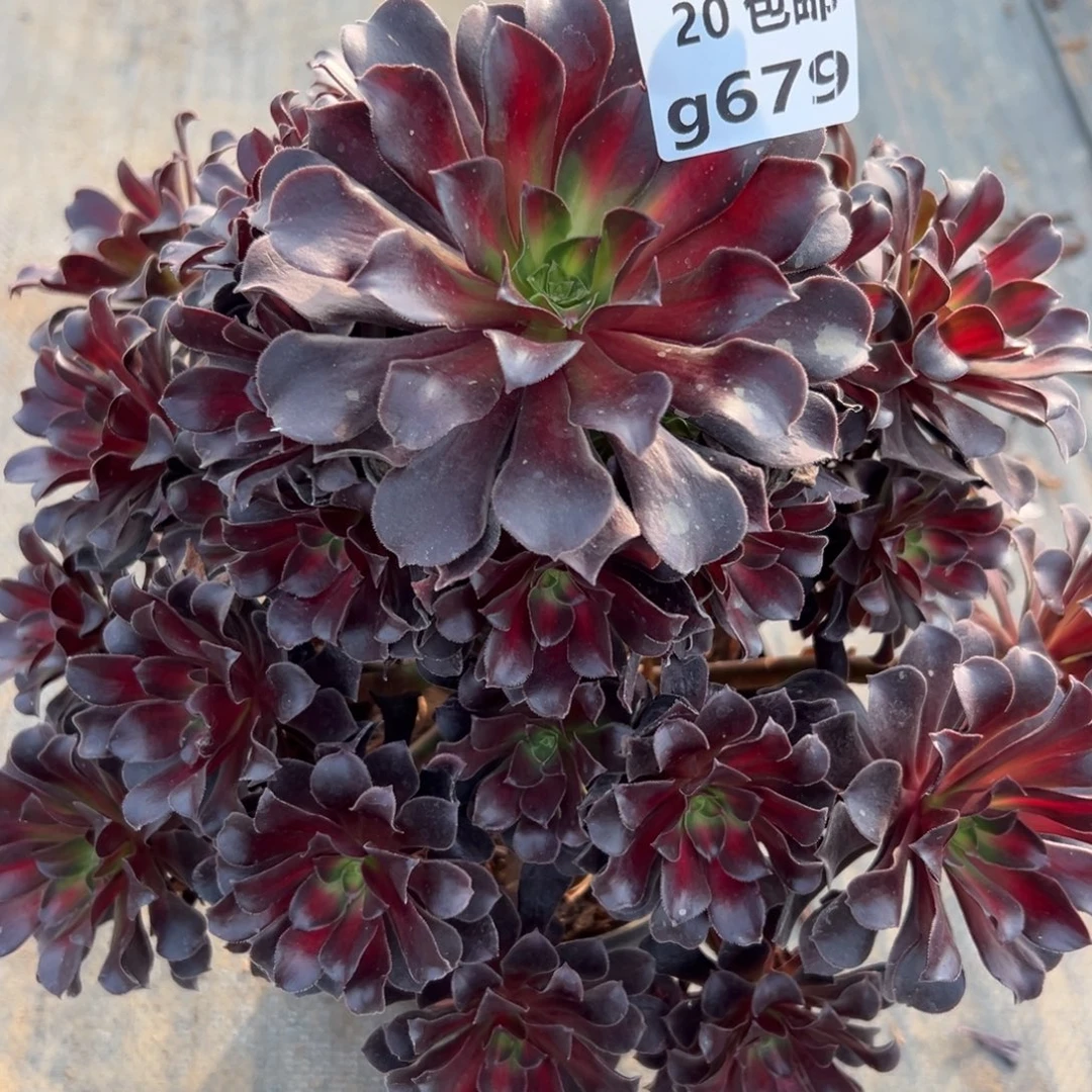 679夕阳，满20包邮嘟叮熊