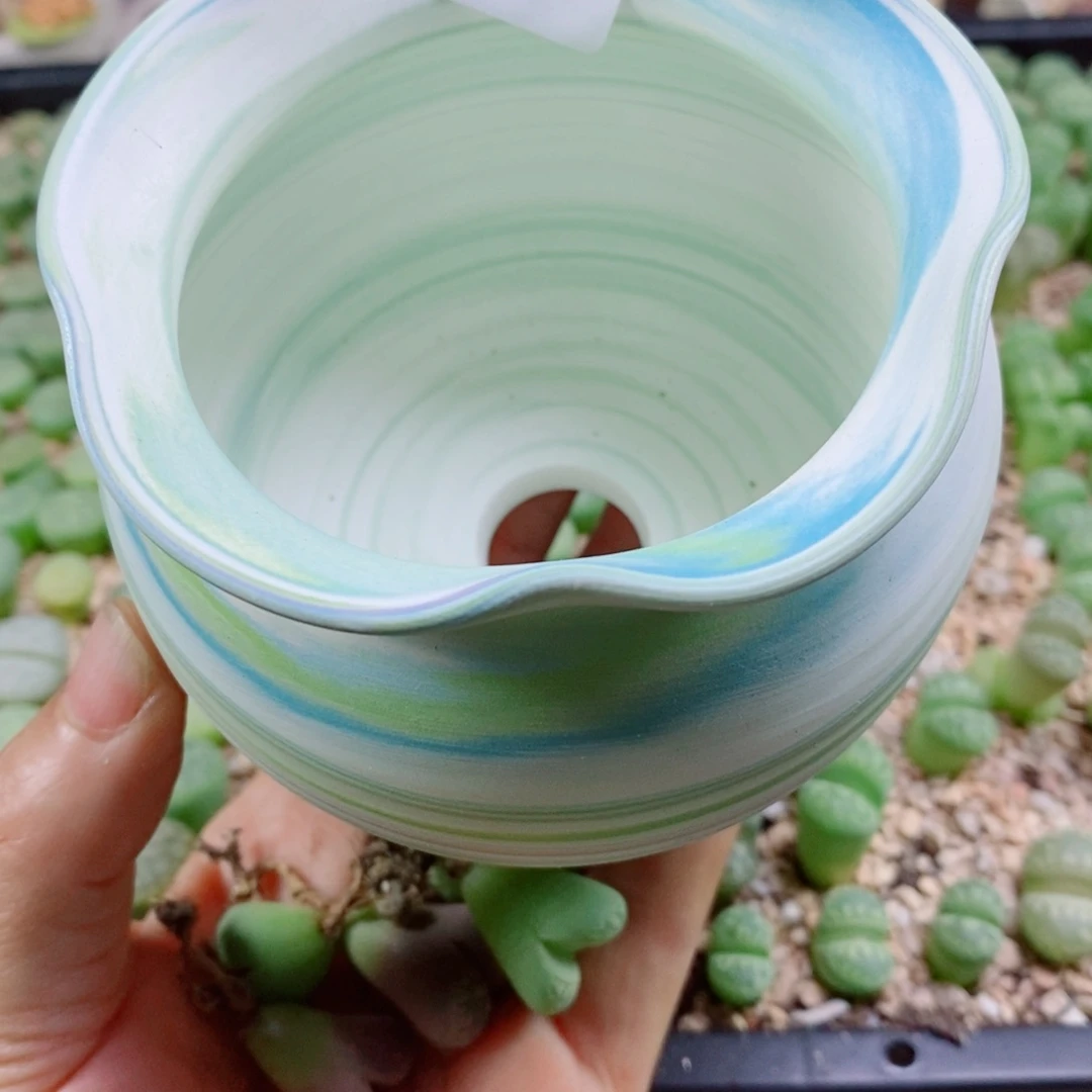 *****生石花花花花花花花487