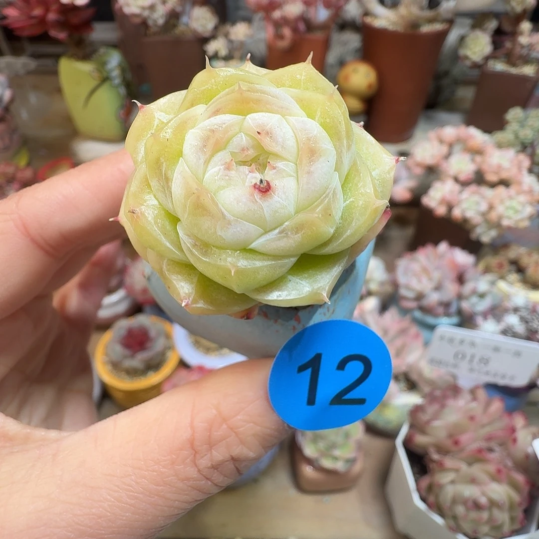 12 多肉含盆土哈哈哈哈