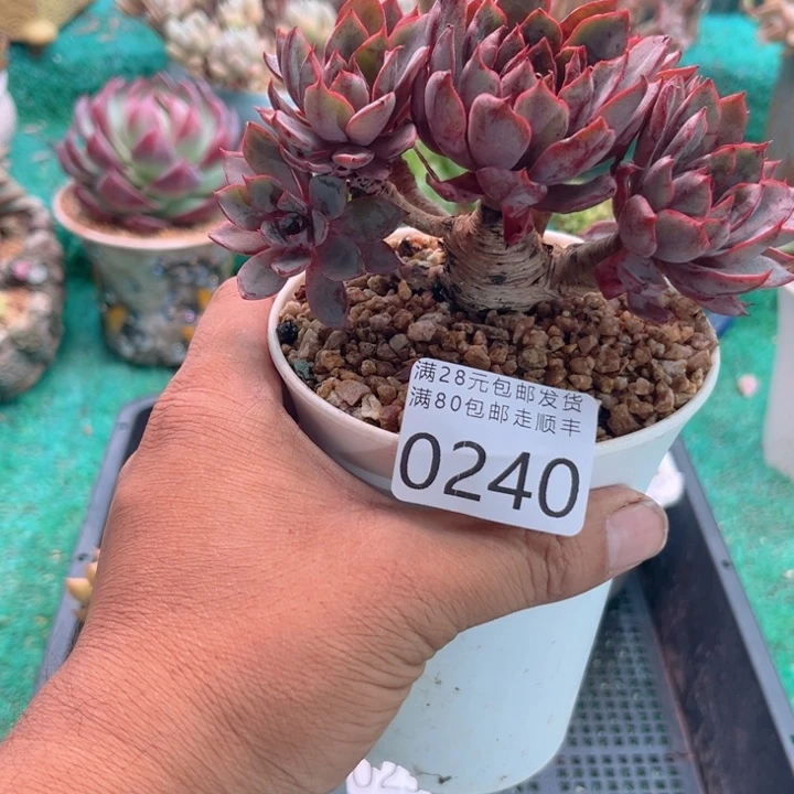 大0240jjjjjjjjjjjjjjj