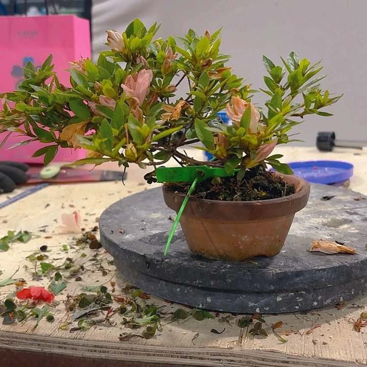 完全开放努*杜鹃司机杜鹃杜鹃