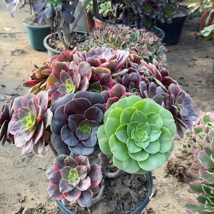 灰姑娘多肉植物21