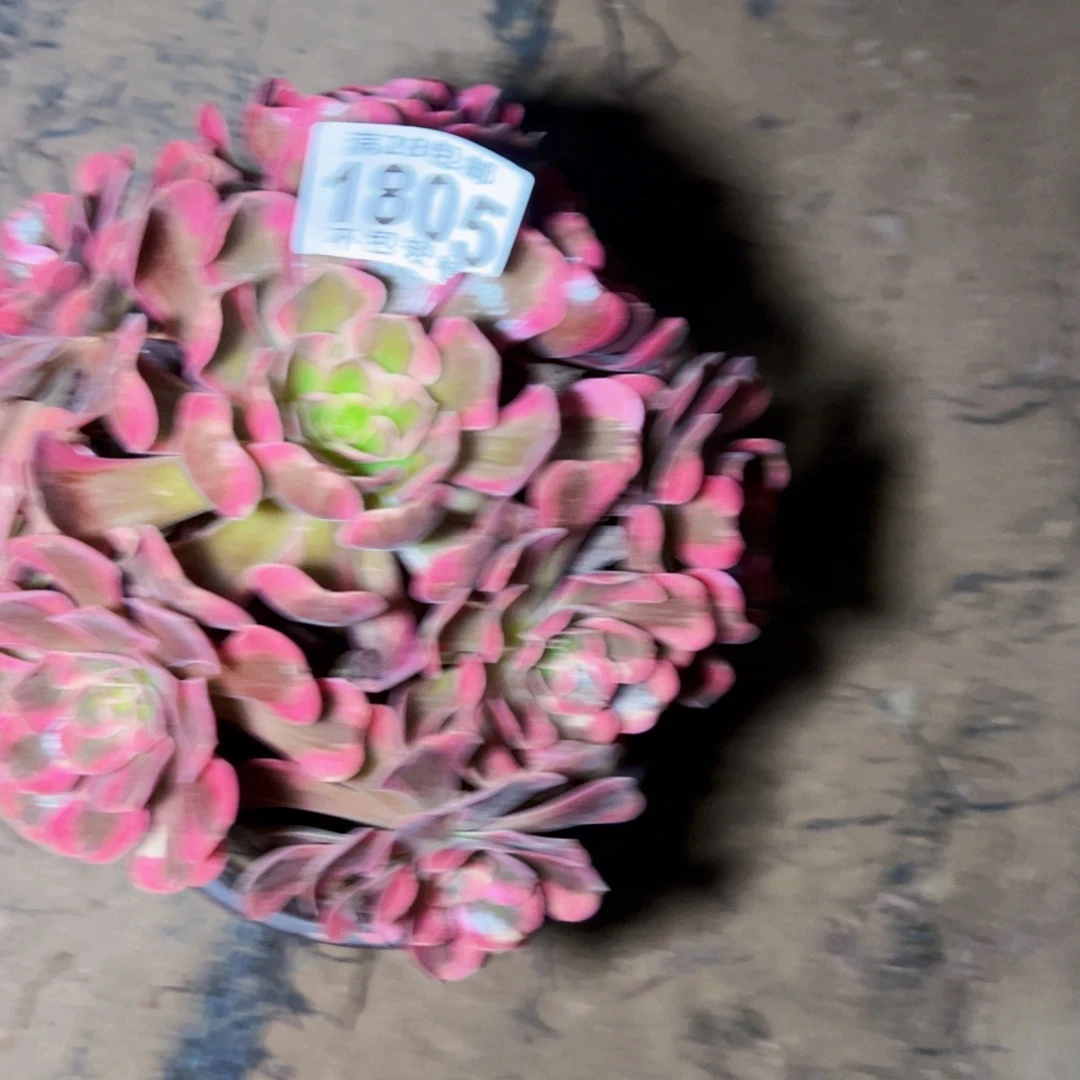 爱神多肉植物法师1805