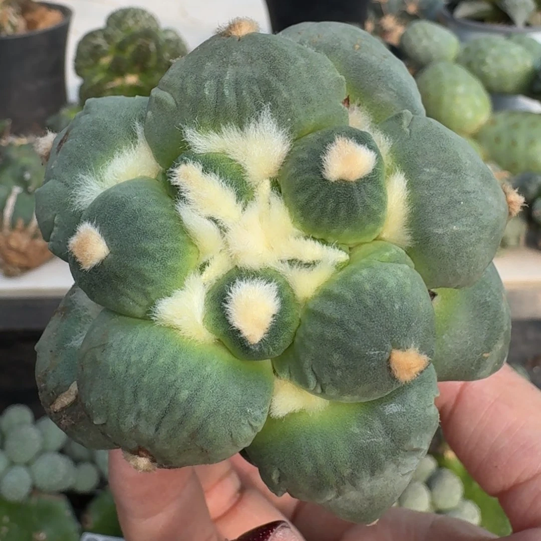 【闪购商品】无花朵达摩丸尤235