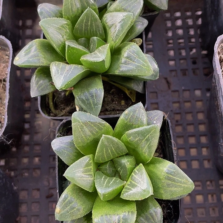 水晶寿2.8带哦土发