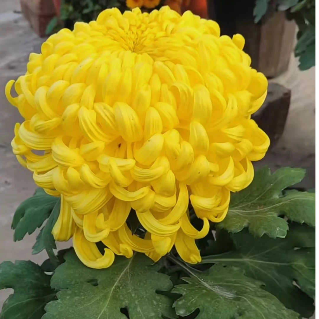 国华大宝菊花苗耐寒耐热阳台庭院地栽