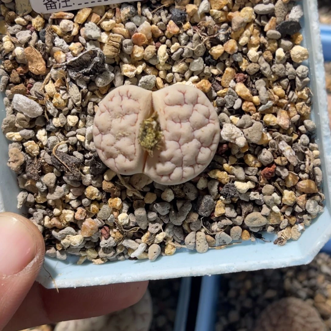 云***轻8505荒玉1专拍一个