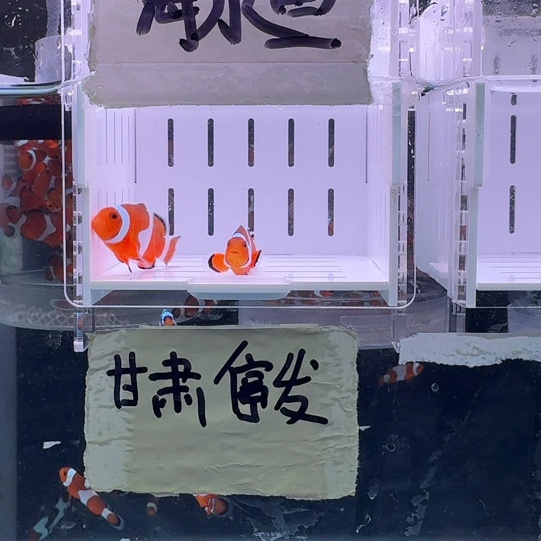 海水鱼5厘米配4精品黑边公子一对